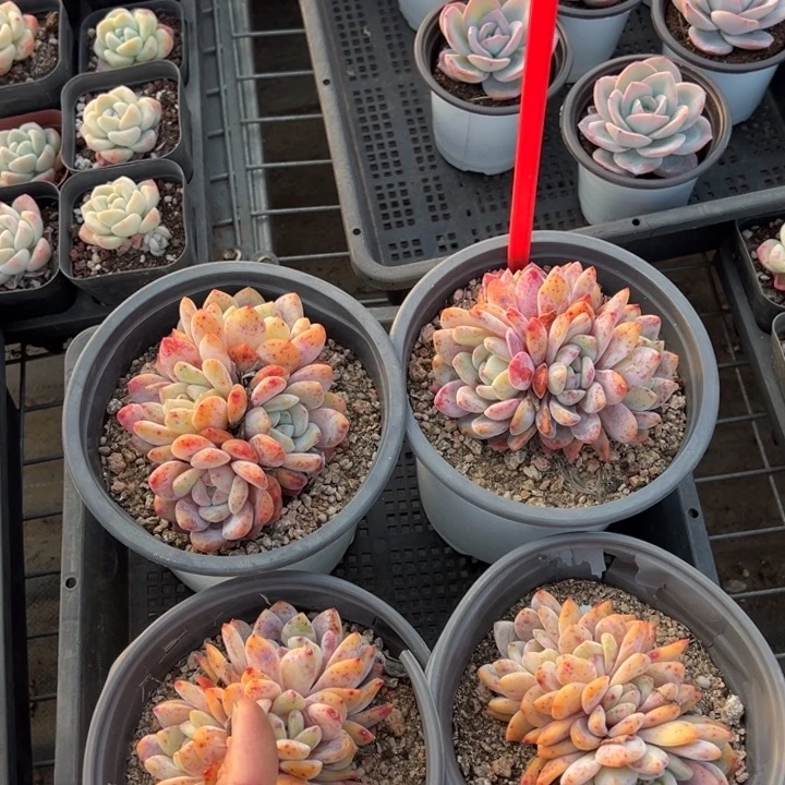 梦露四头群一颗量拍多肉满20包邮初7发货