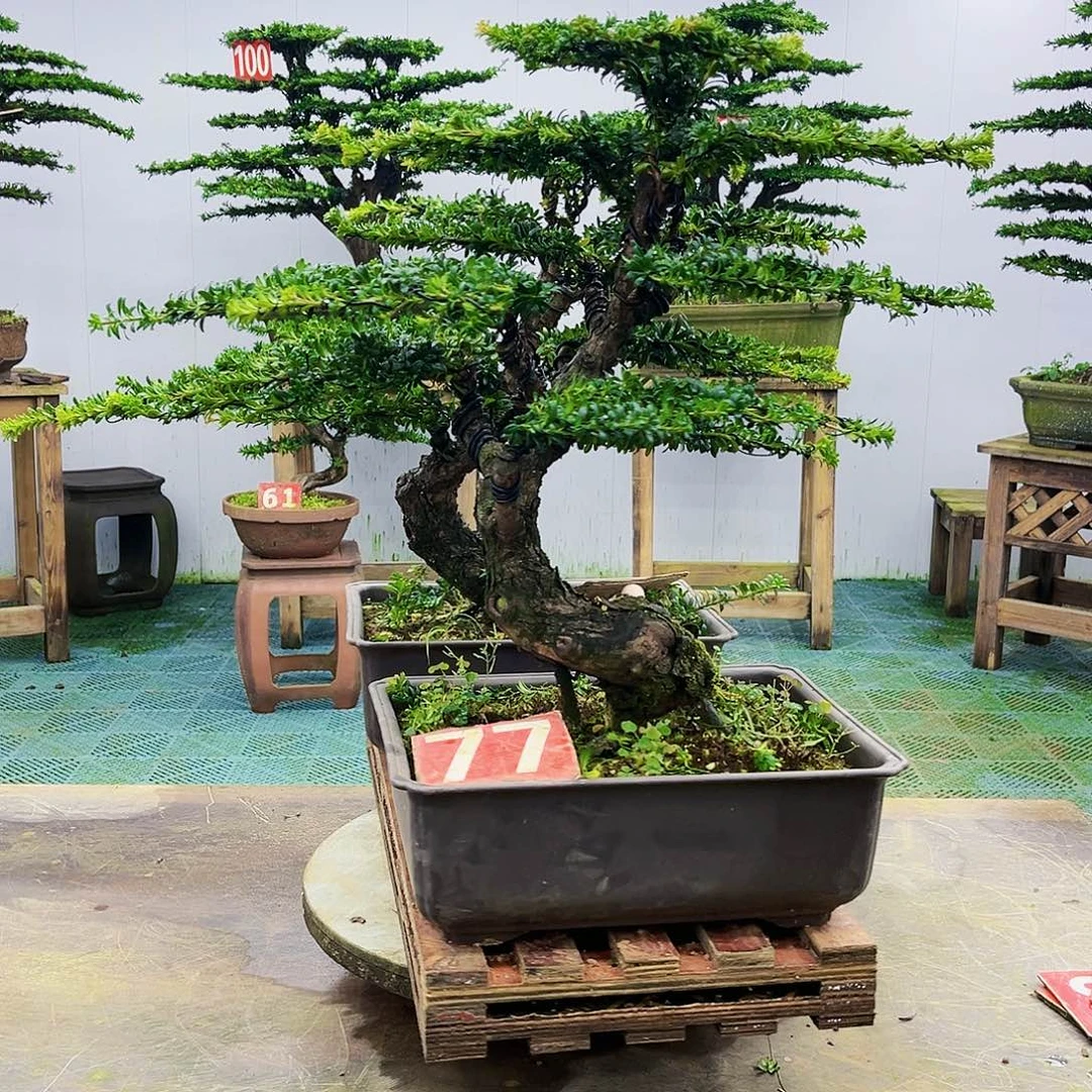完全开放罗汉松盆景艺术