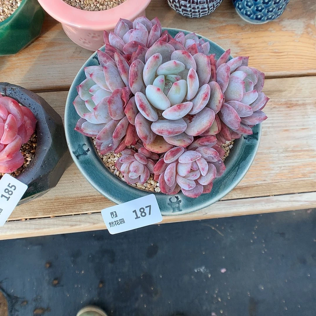 187雪天使多肉植物6666