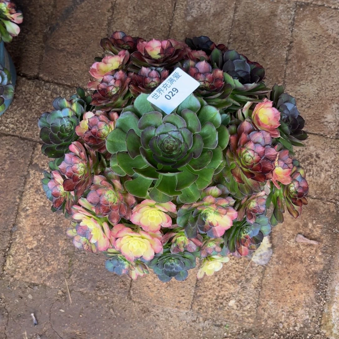 冰****多肉植物029海王七彩