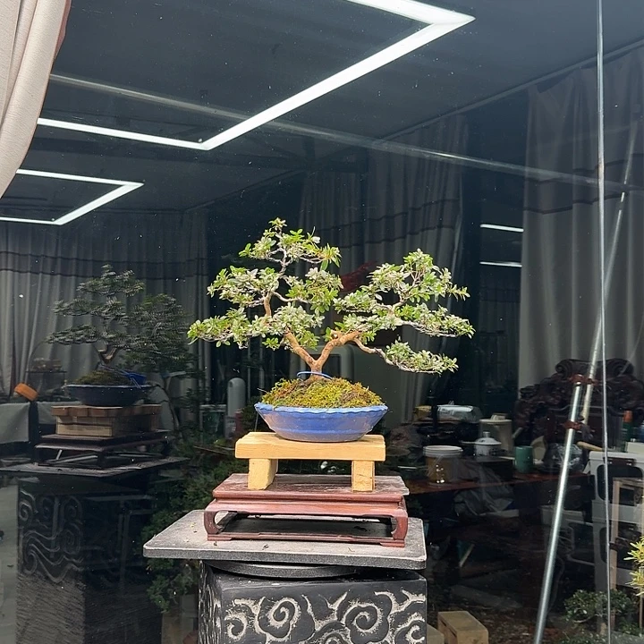 m***j无花朵花卉苗木4754