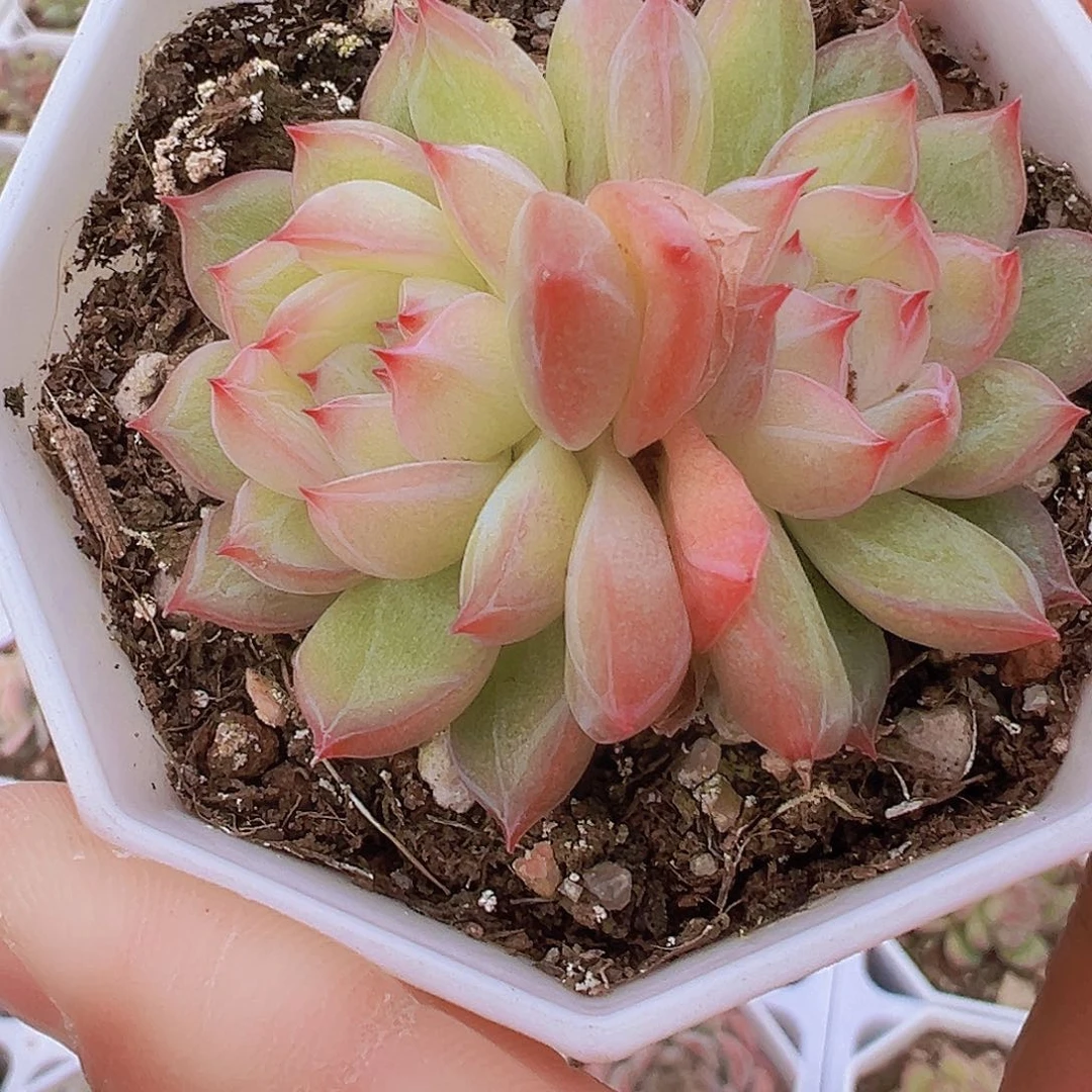 双头雪花珍妮19包邮多肉