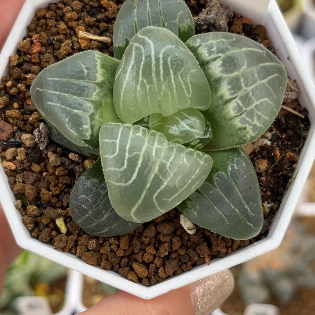 733粉色甜心哈哈哈哈哈哈