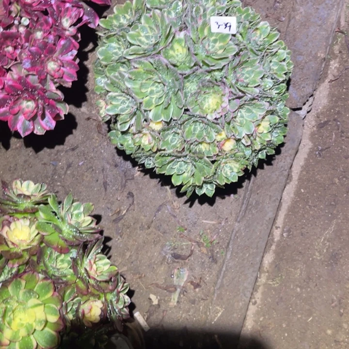 1-3-39海王绣球法师锦