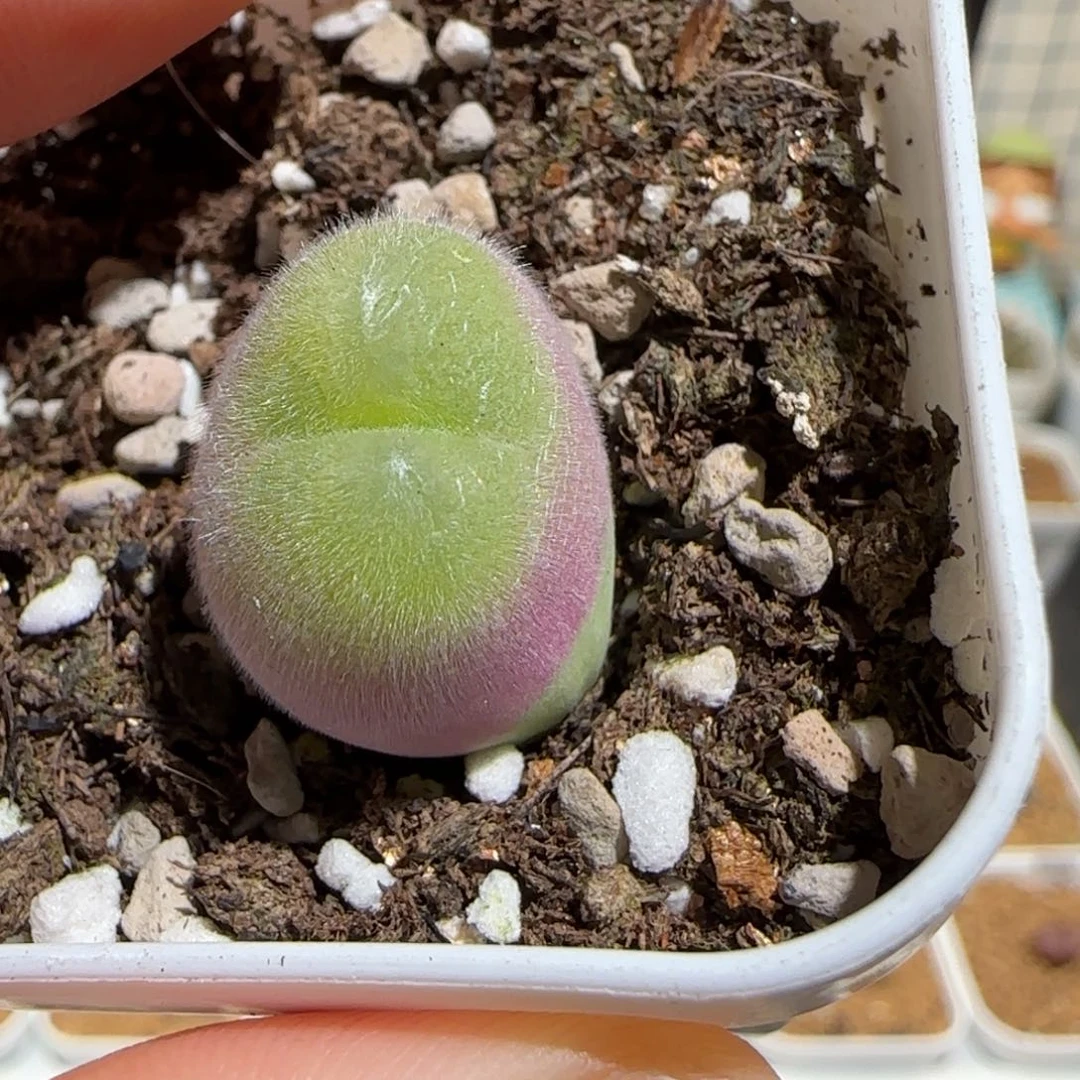 肉锥多肉植物组合-长毛翠滴276