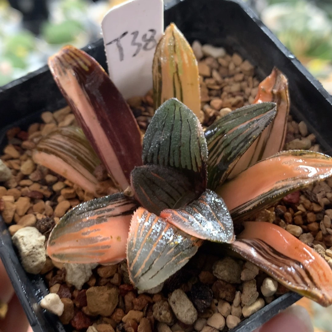 以实际为准38夜想之深