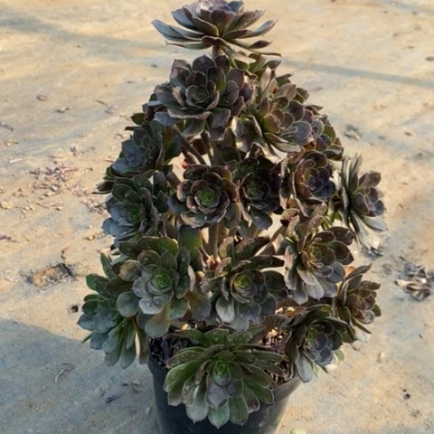 灰法多肉植物047