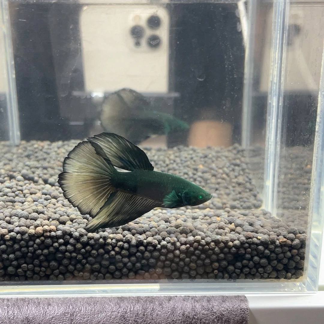 斗鱼不包邮首单补10运4