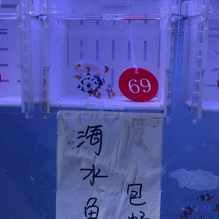 海水鱼精品混搭5条