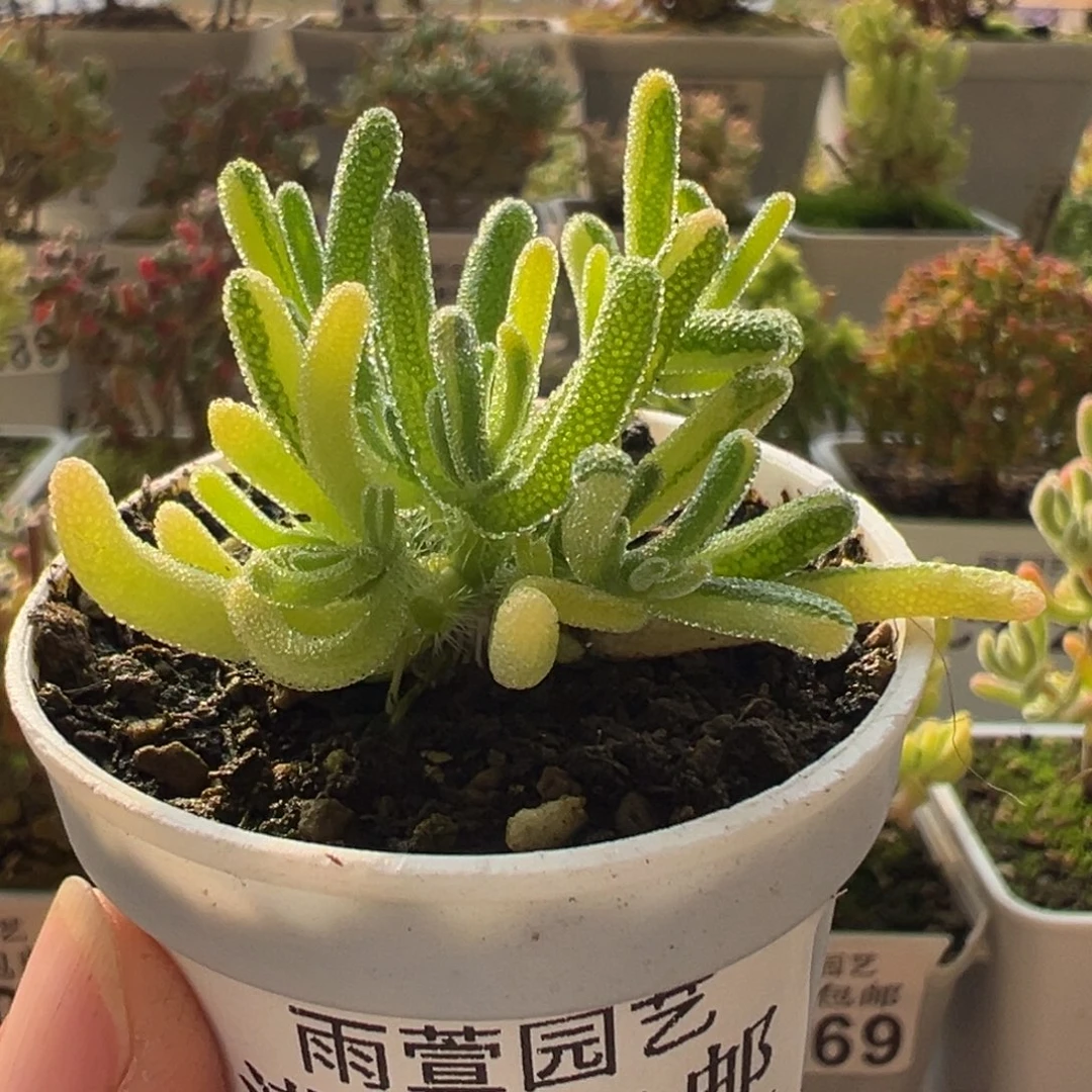 11-374枝干番杏多肉荧光兔花花锦五圆盆