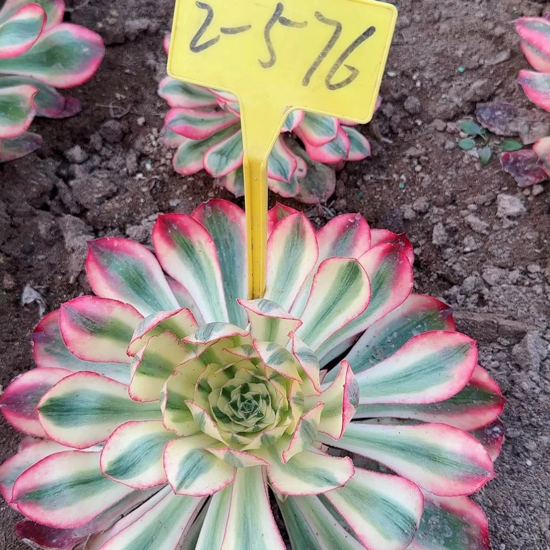 2-576---爱丽丝多头