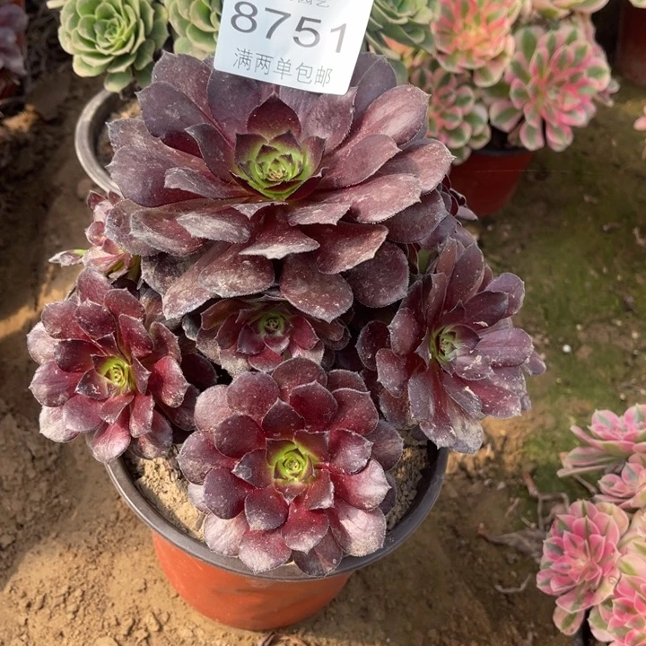 8751花花公子的人多肉