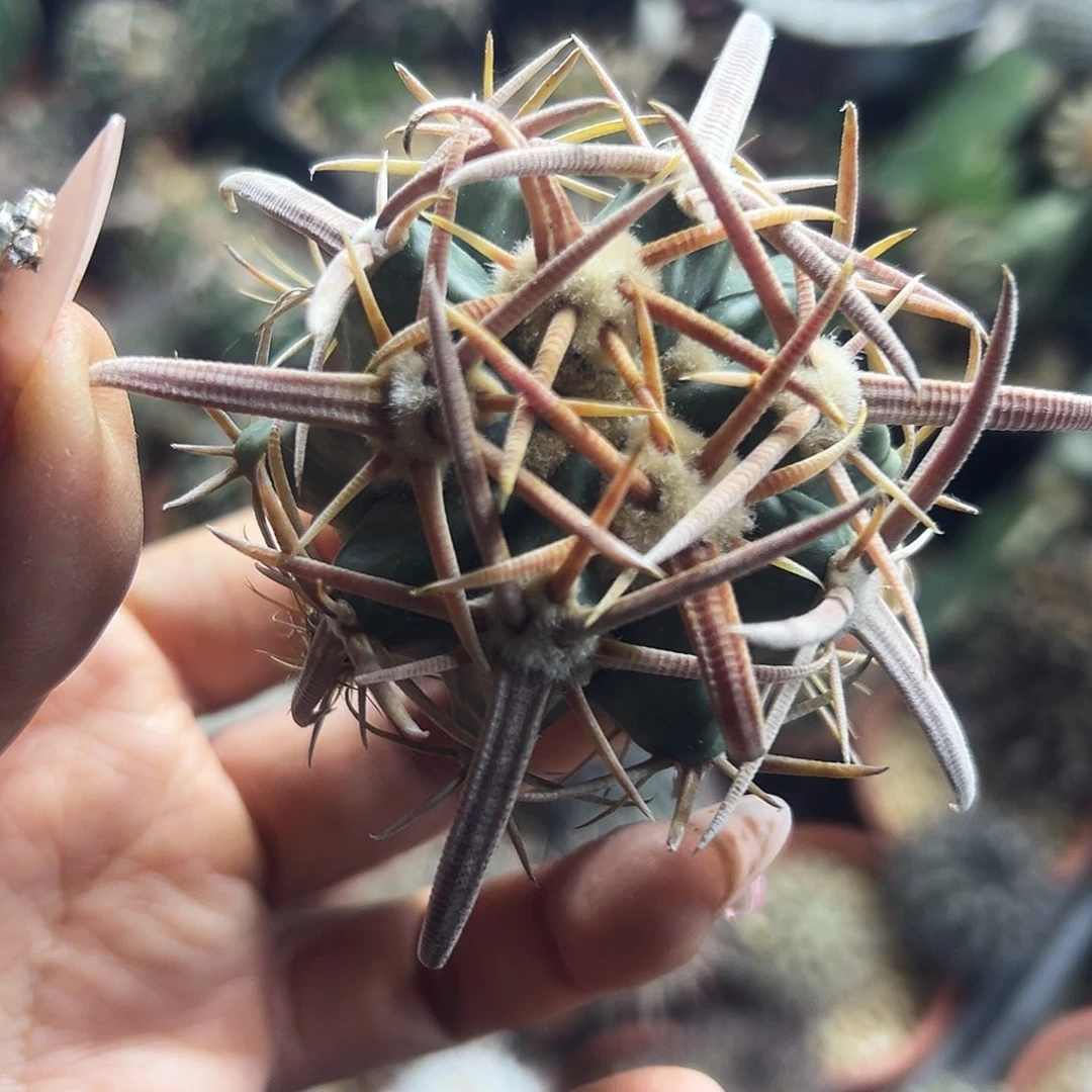 武藏林波有根仙人球6666666