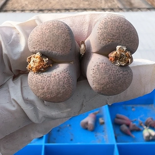 2201.粉碧琉璃1111111