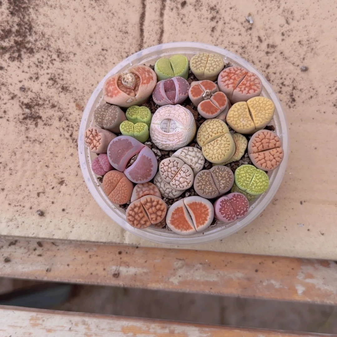 生石花20颗(3年)