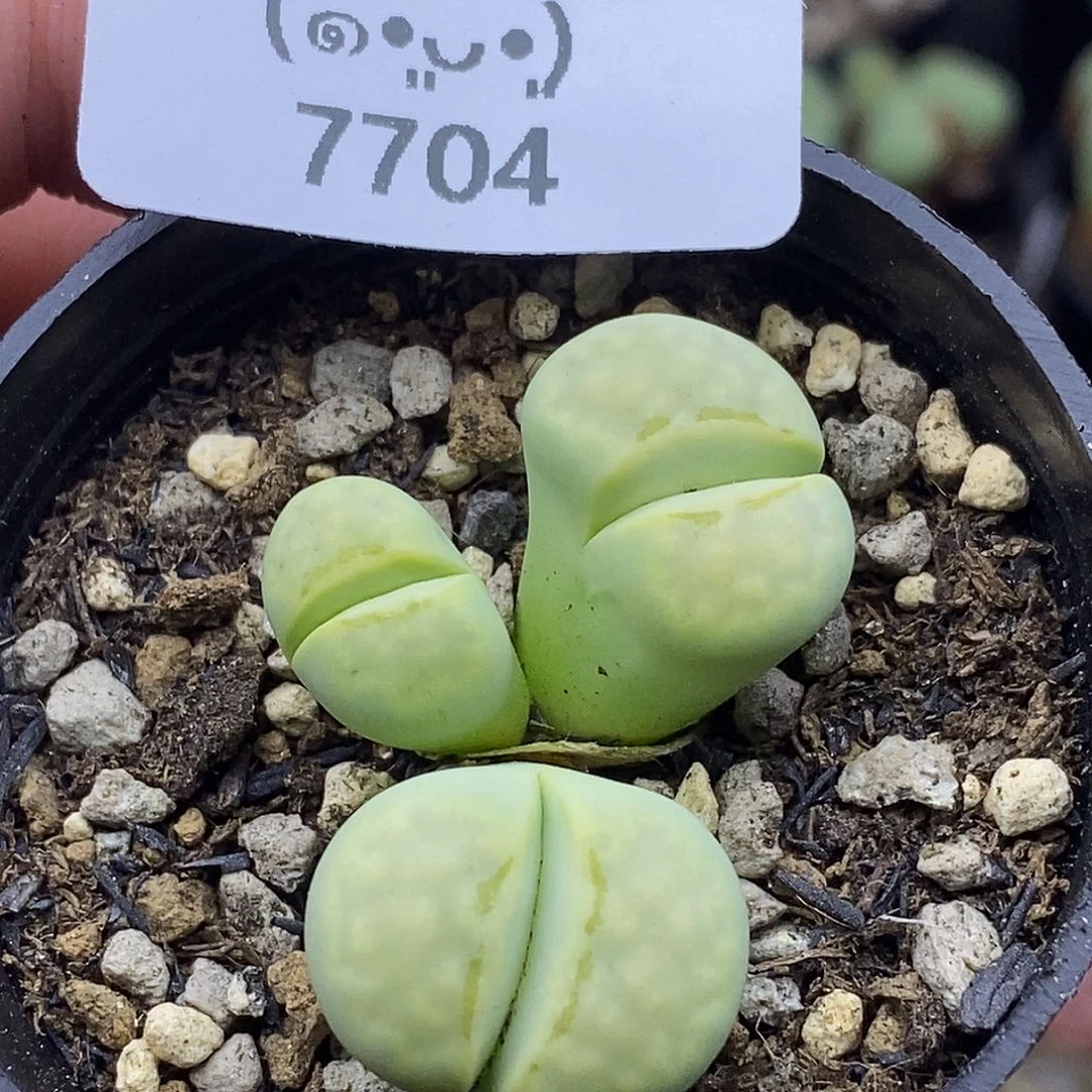 7704。默认脱土。18包邮。偏远88包邮