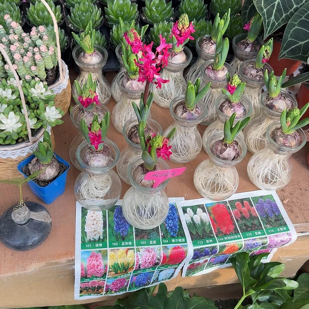 完全开放水培风信子