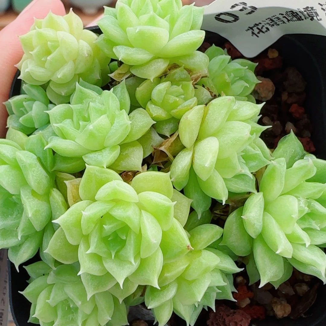 花语逸镜0929-03开播福利散
