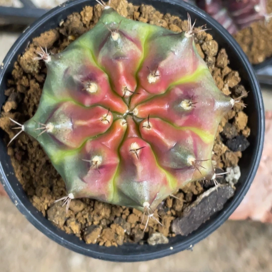当前无花朵，栽培后可花朵皮色球