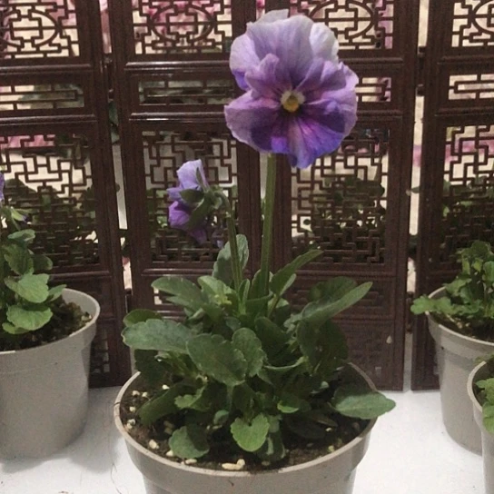 大部分花苞少量开放