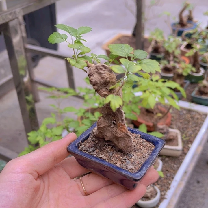 当前无花朵，栽培后可花朵