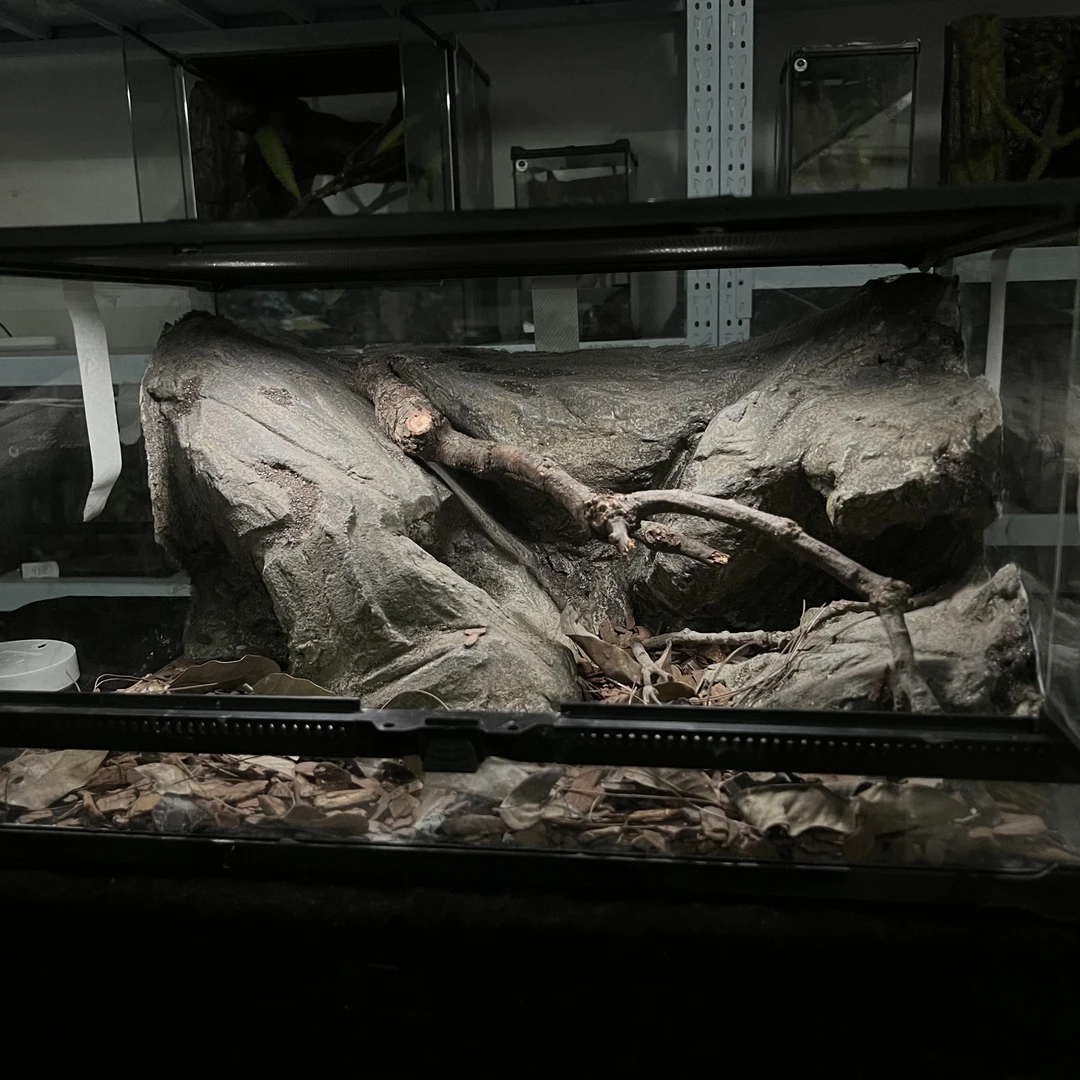 【定制联系客服】爬宠造景缸睫角守宫树栖蜘蛛饲养箱爬宠爬虫缸