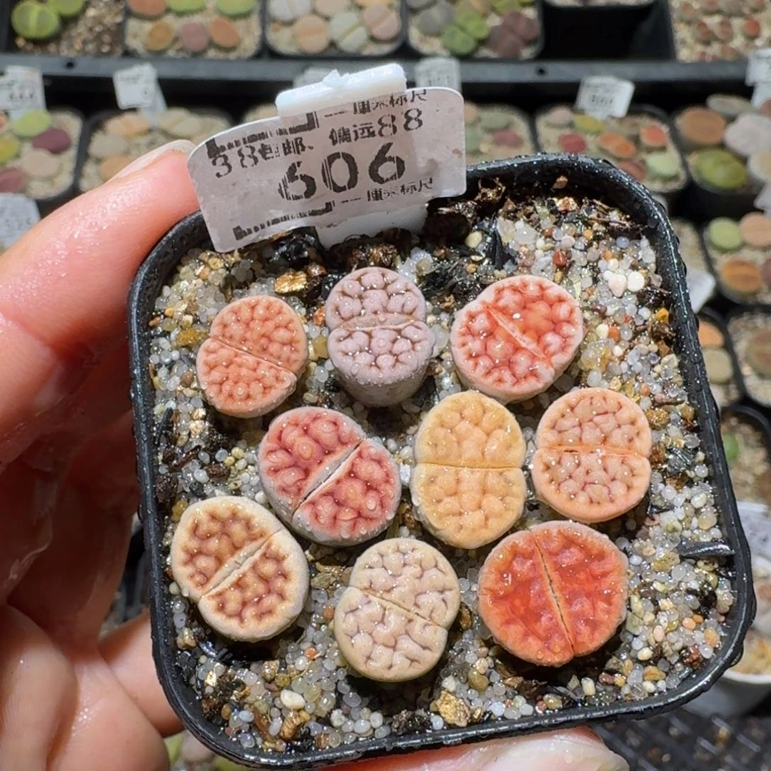 老板亏本清货了606