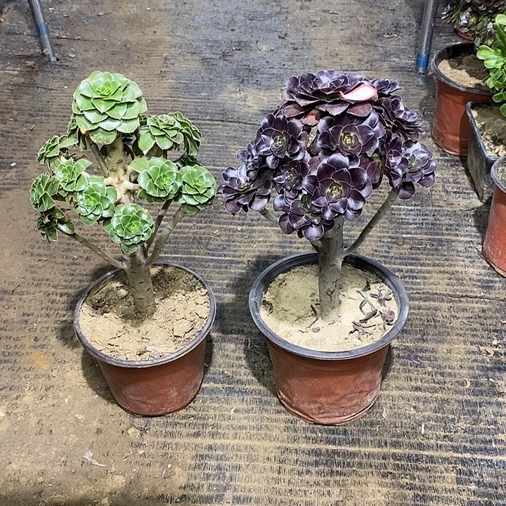 1，2棵135689900000