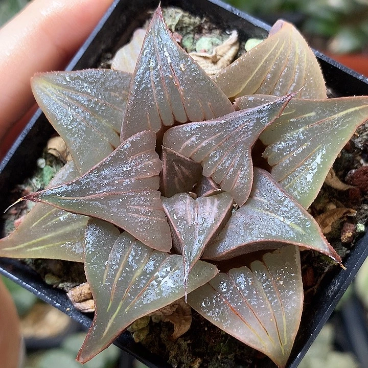 翠炎芭提雅寿带盆土发货zwo
