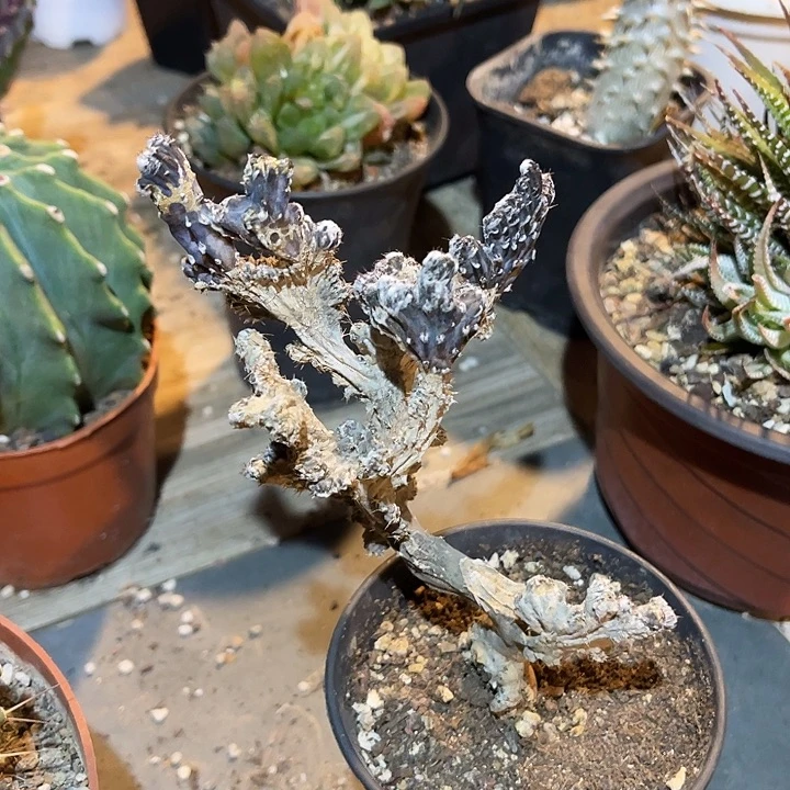 满38包邮2天凑单，脱土晾根发货多肉植物