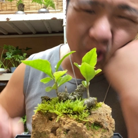 红陶超***区一物一拍所见即所得355