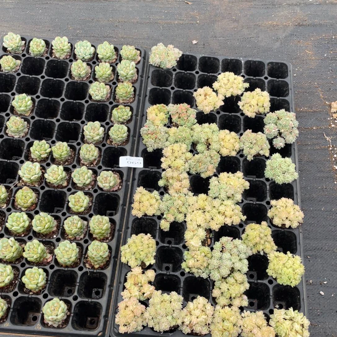 云糖心多肉植物69