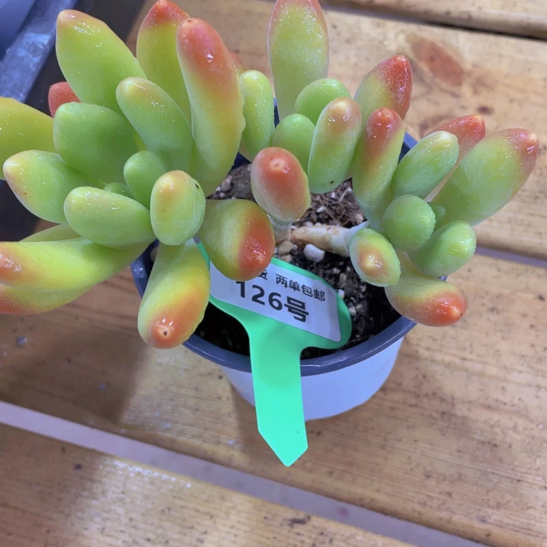 126号 老桩金蝉美人