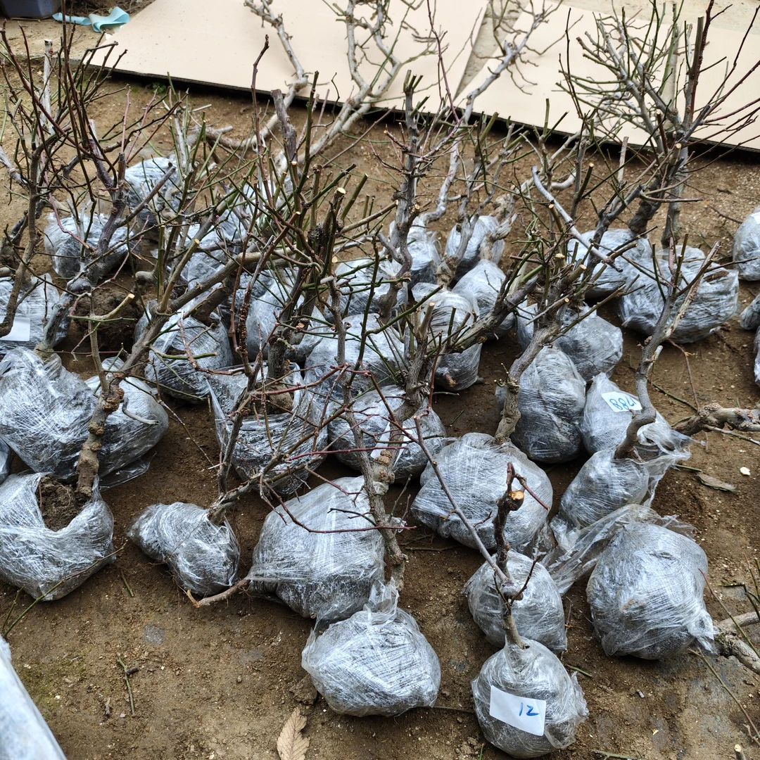 龙游梅花带花芽发货