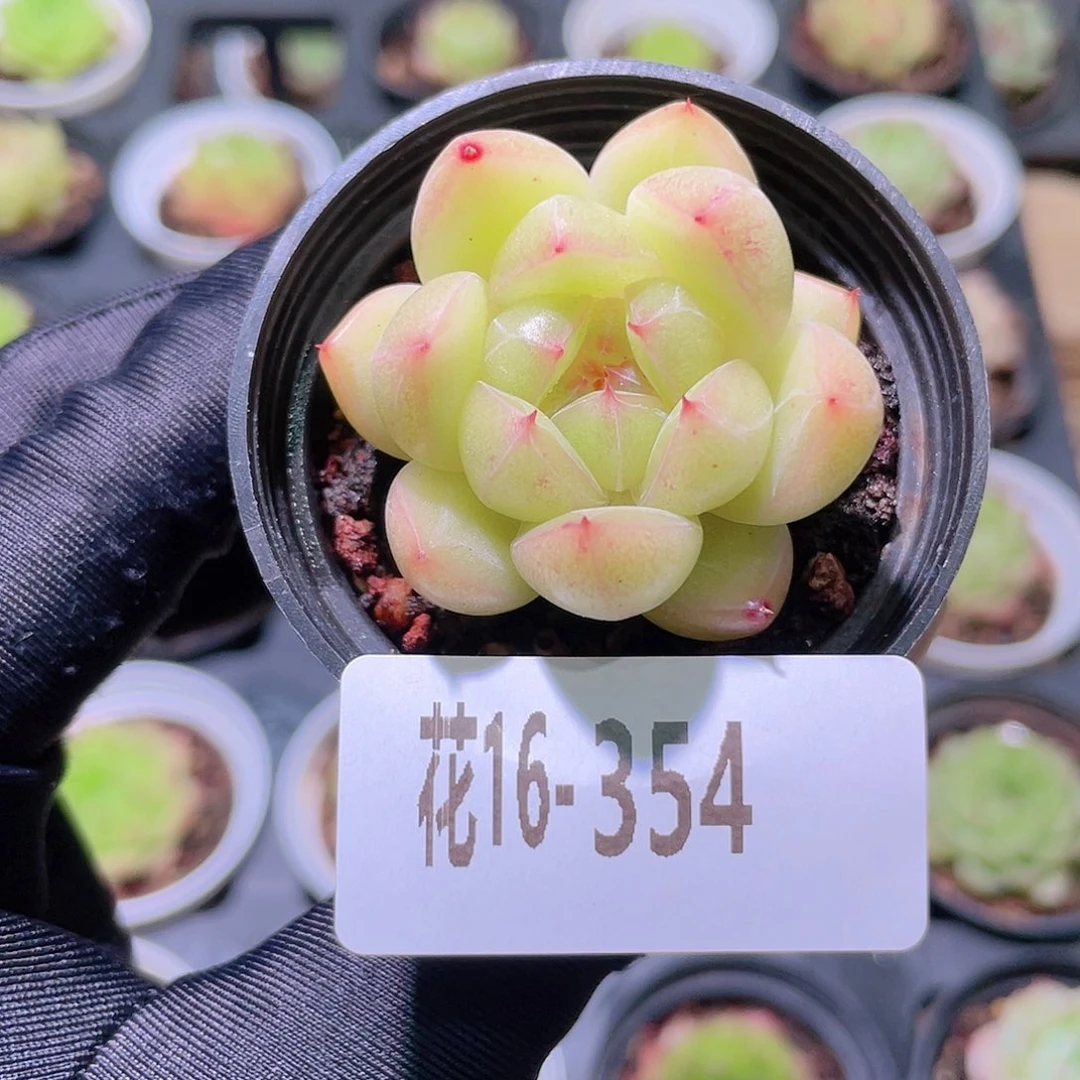 花利美16-354麦秆