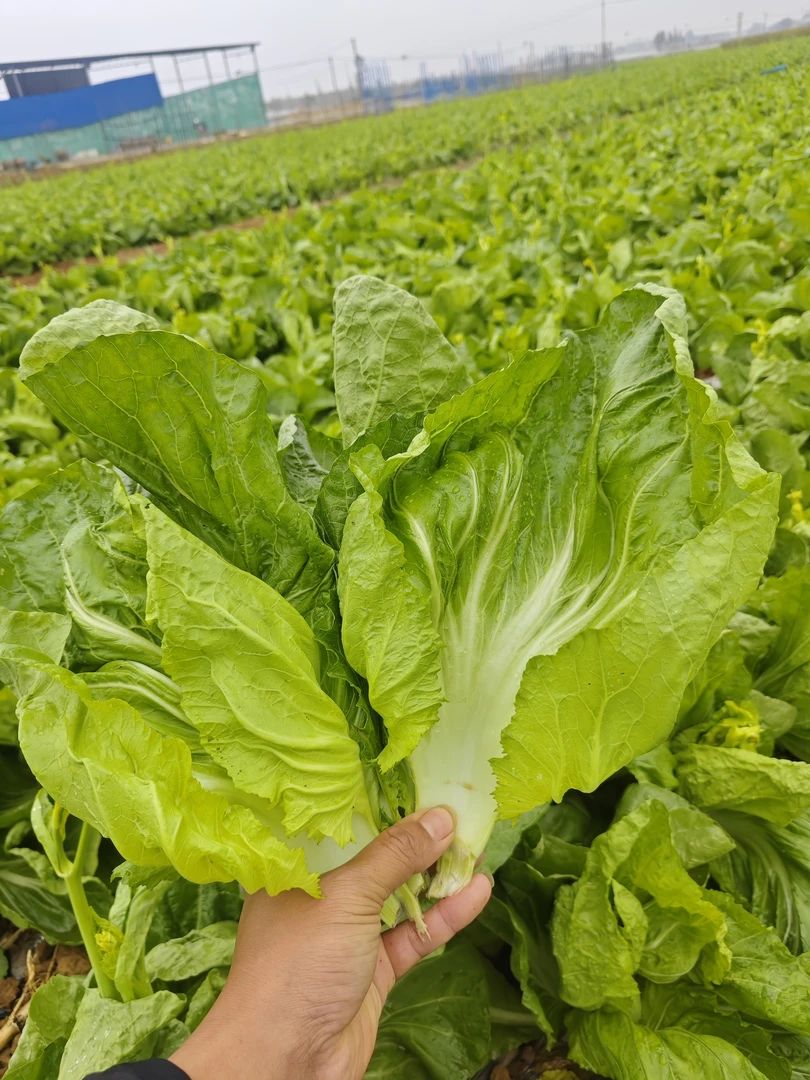 现摘现发新鲜芥菜叶广西包心酸菜盖菜大叶当季青菜叶腌菜蔬菜泡菜