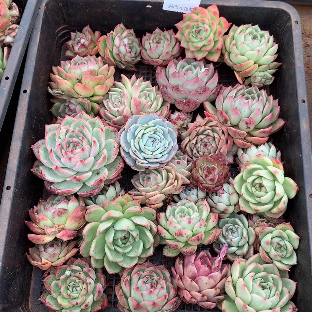 【闪购商品】云581号