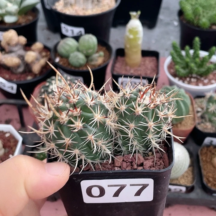077双头林氏幻虾仙人球