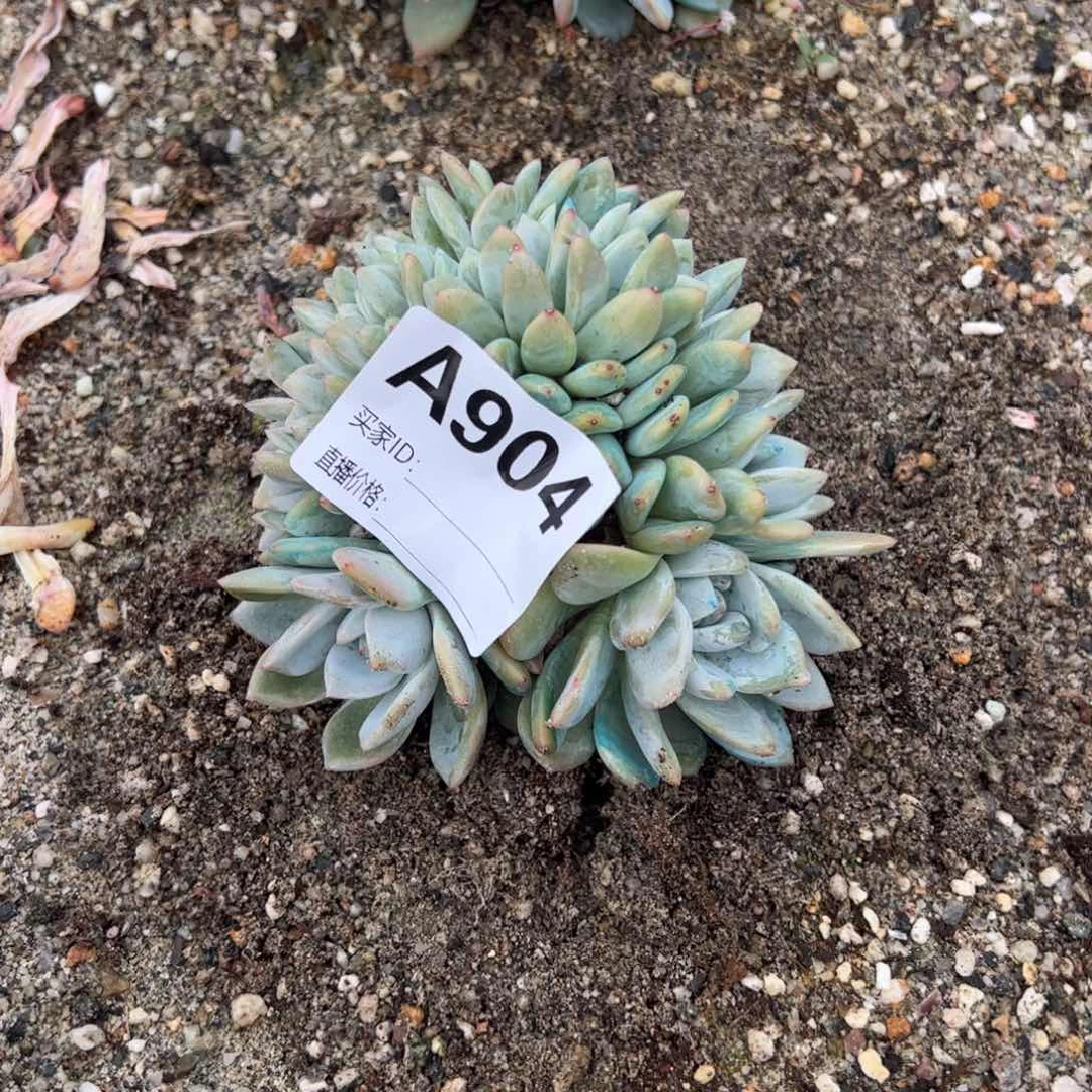 桃*源904 天天开心！万事如意！