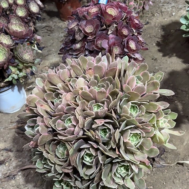 陌***香多肉植物法师2颗29
