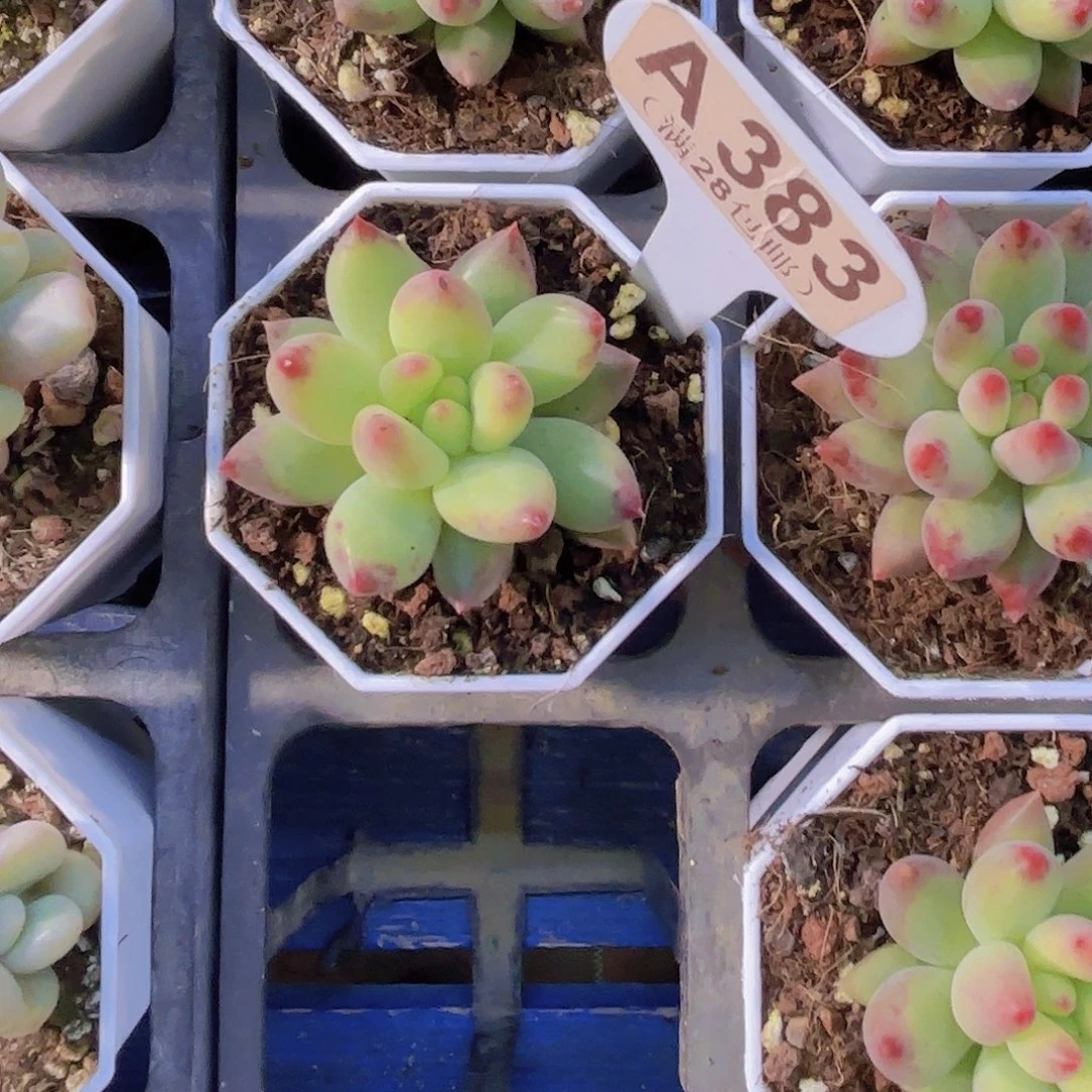 A383二代虞美人一物语拍啊