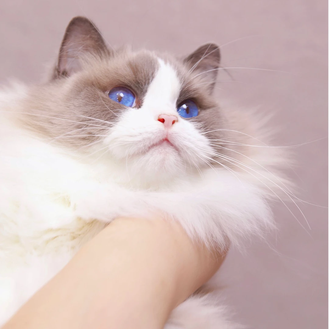 Velvetpaw麦芽-蓝双色布偶妹妹宠物猫咪全款链接宠物猫购买