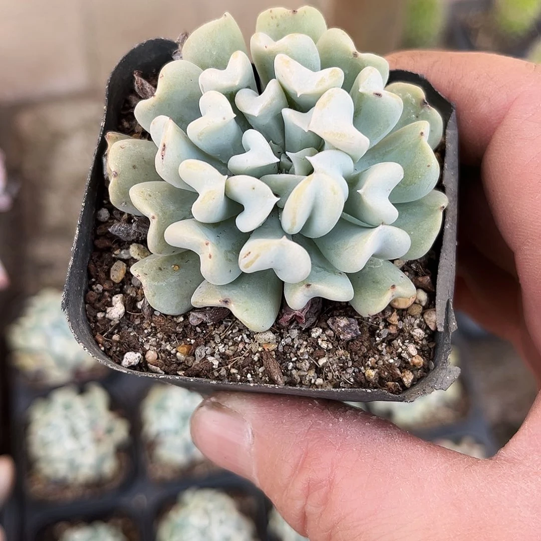 ?**s413多肉植物提取萃取剂中