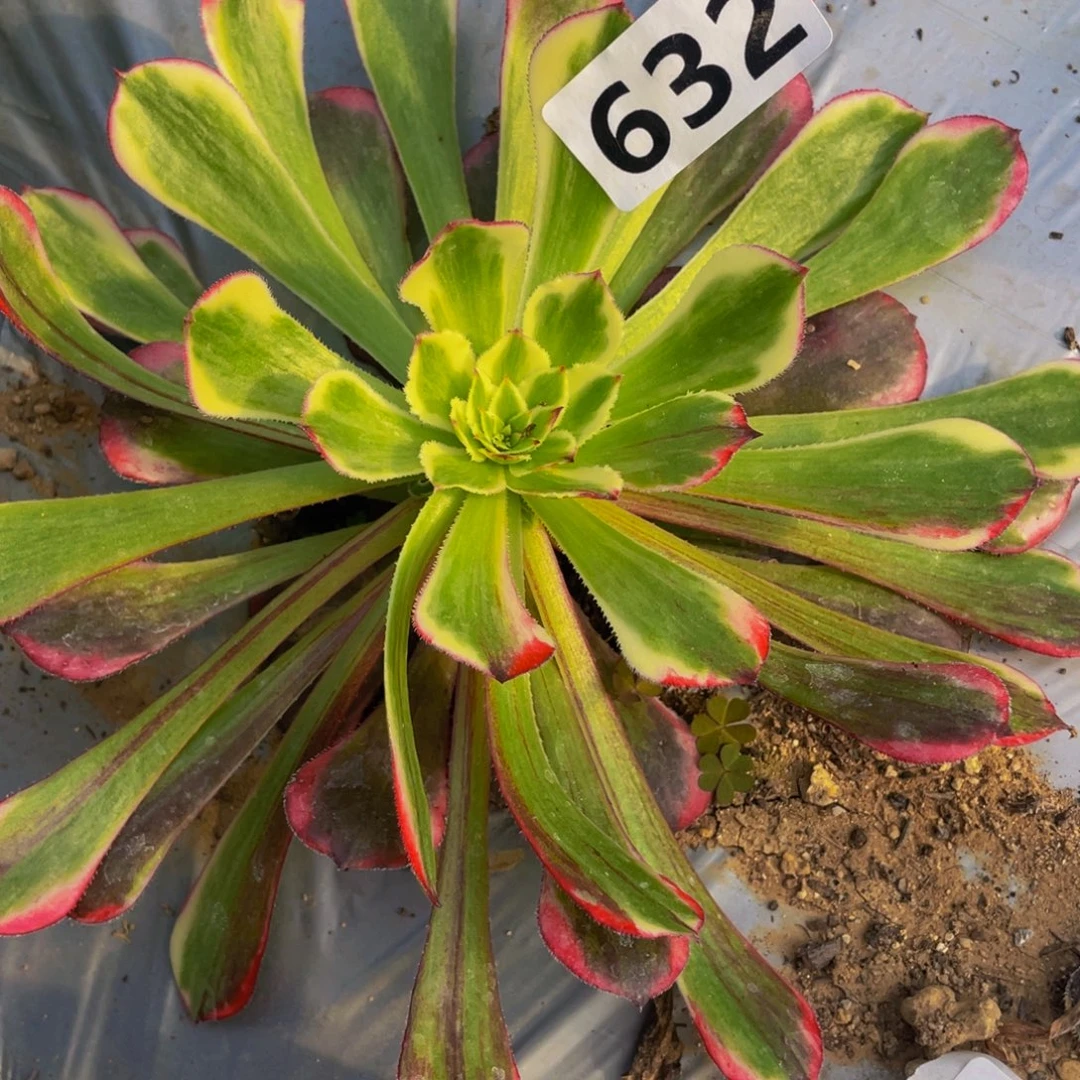 632铜壶蕾丝变异拉丝