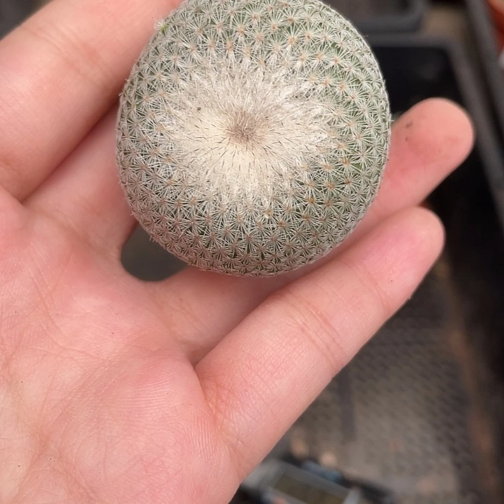301月世界 自根仙人球