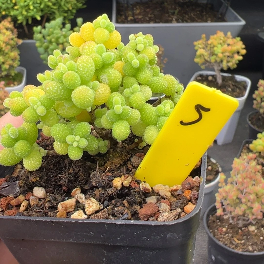 金桔糖球5号5.5cm盆