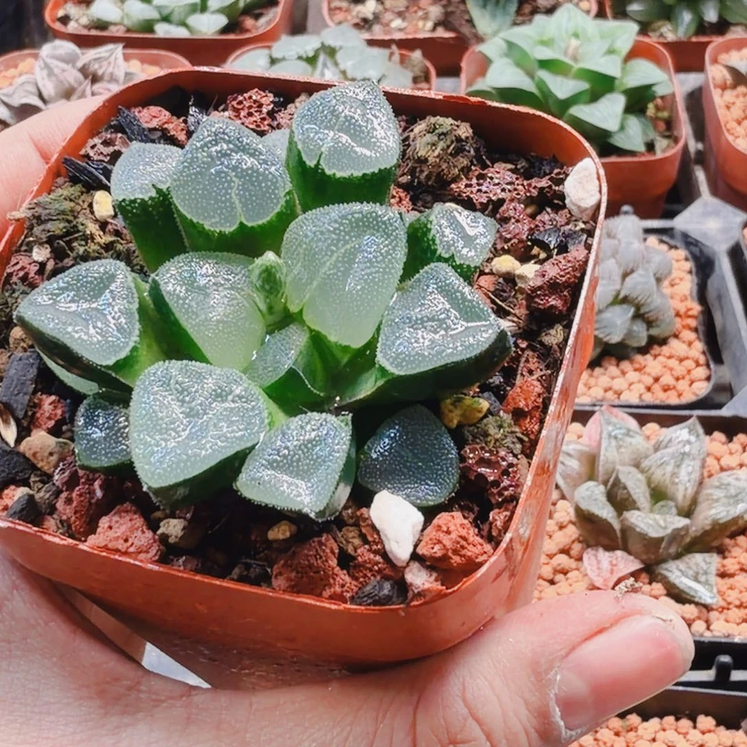 x***∧无花朵十二卷小叶翠贝