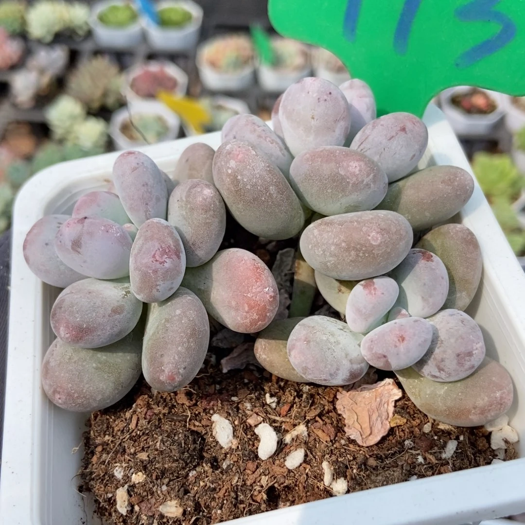 993大叶奶多肉植物保护