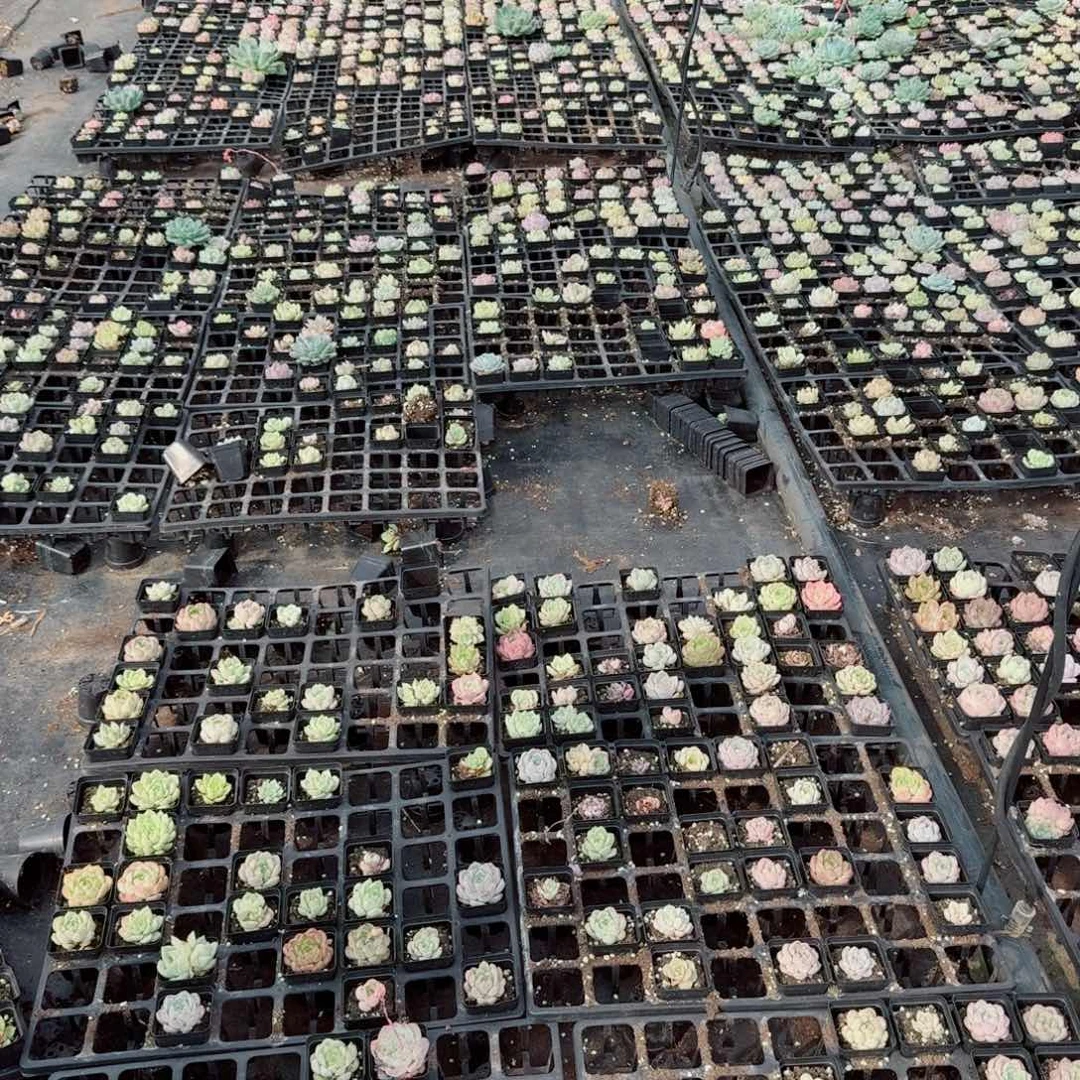 珍妮混三十颗量拍15-82