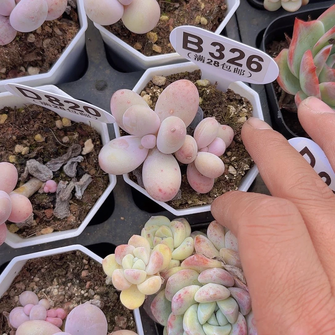 B326奶酪一物一拍